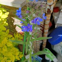 プルモナリアの画像