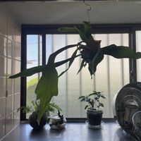 まりも,コーヒーの木,ダバリア　ラビットフッド,多肉植物,観葉植物の画像