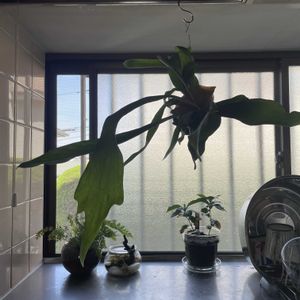 まりも,コーヒーの木,ダバリア　ラビットフッド,多肉植物,観葉植物の画像