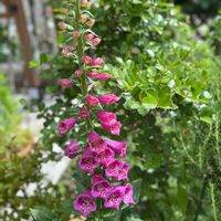 ジギタリス,ガーデニング,可愛い,咲いた！,可愛いピンク色♡の画像