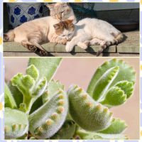 熊童子,熊童子,多肉植物,花のある暮らし,植物好きの画像