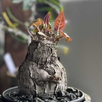 オシロイバナ,マツ,ドリミオプシス マクラータ,二段咲きおしろい花・微笑み返し,ミラビリス・ジャラパの画像