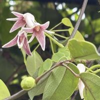 オオデマリ,オオデマリ,シャリンバイ,シャリンバイ,ムベの画像