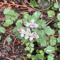 ヒトリシズカ,ツチグリ,シロバナネコノメソウ,ツクシショウジョウバカマ,ツクシショウジョウバカマの画像