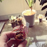 Begonia tengen 沫,Begonia tengen 沫,水浴び,水やり,植物のある暮らしの画像