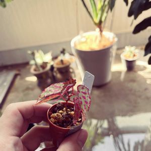 Begonia tengen 沫,Begonia tengen 沫,水浴び,水やり,植物のある暮らしの画像