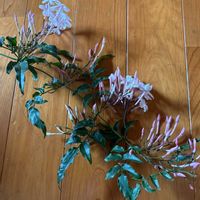 ハゴロモジャスミンの画像