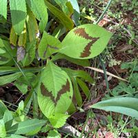 ミズヒキの画像