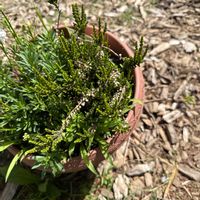 カルーナの画像