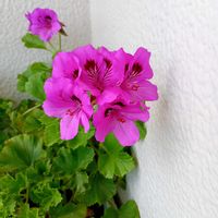 ペラルゴニウムの画像