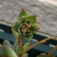 ローズゼラニウム,多肉植物の画像