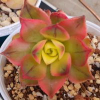 ミニトマト,夕映え,ミモザ,カリシアロザート,ラズベリーメモリーズの画像