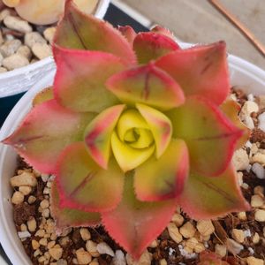 ミニトマト,夕映え,ミモザ,カリシアロザート,ラズベリーメモリーズの画像