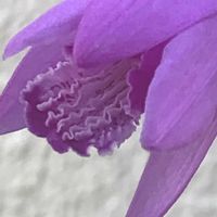 シラン,シラン,シラン,シラン,開花の画像