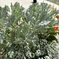 シルバーレースの画像