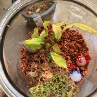 ジュエルオーキッド マコデスペトラ,ジュエルオーキッド マコデスペトラ,ホマロメナ sp.,ホマロメナ sp.,フィカスプミラ ミニマの画像