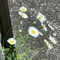 ヒメジョオン,ヒメジョオン,白い花,花散歩,マイペースにの画像