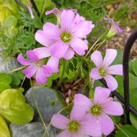 宿根バーベナ　タピアン,花のある暮らし,ミッチの会,ムラサキカタバミ!,小さな庭の画像