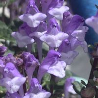 タツナミソウ,タツナミソウ,タツナミソウ,タツナミソウ,開花の画像