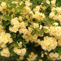 オウバイ,オウバイ,モッコウバラ,白モッコウバラ,黄モッコウバラの画像