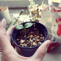 ミカン,ワイヤープランツ,みかん,みかんの種から発芽,新芽の画像