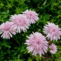 ブッシュバジル,サラダ水菜,はやどり小松菜,シュンギク（春菊）,サラダルッコラの画像