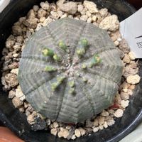 オべサ,花のある暮らし,無加工無修正,おうち園芸,ベランダの画像