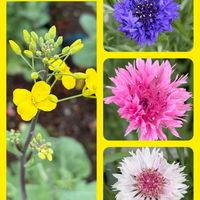 オクラ,オクラ,バジル,バジル,オキナワスズメウリの画像