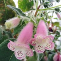 コーレリア,コーレリア・ジャーデン・デ・モネ,イワタバコ科の花,花のある暮らし,イワタバコ科の画像