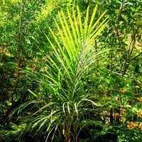 ソテツ,トックリヤシモドキ,ブラヘア カルカレア,ヤシ,ソテツ類の画像