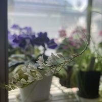 セントポーリアの画像