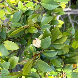 カラタネオガタマの画像