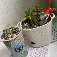 アルブカ コンコルディアナ,アルブカ コンコルディアナ,小町娘,小町娘,小町娘の画像