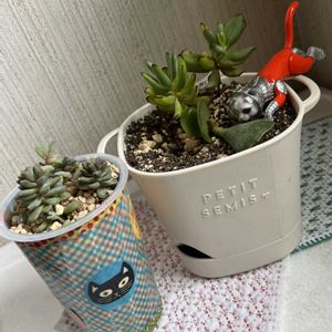 アルブカ コンコルディアナ,アルブカ コンコルディアナ,小町娘,小町娘,小町娘の画像