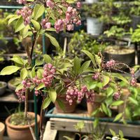 アセビ,アセビの画像