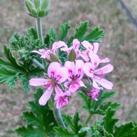 ローズゼラニウムの画像