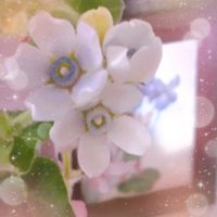 ブルースター,札幌からの画像