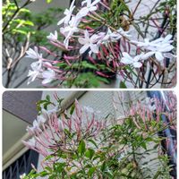 ハゴロモジャスミン,ハゴロモジャスミン,花のある暮らし♡,ウクライナに平和を,武器ではなく花をの画像