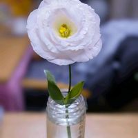 カーネーション,カラー,トルコキキョウ,小菊,祈る震災復興の画像