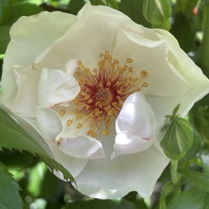 クレマチス,クレマチス,バラ,バラ,ジャクリーヌ•デュ•プレの画像