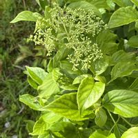 ツルアジサイ,関連施設に植えたの画像