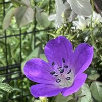 ゲラニウム,サマースノー,フウロソウ,メイフラワー,ゲラニウム ビルウォーリスの画像