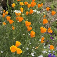 ハナビシソウ,満開,花のある暮らし,自家採種,愛媛県の画像