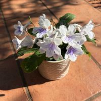 ストレプトカーパス,ユーホルビア アスコットレインボー,アポレチアン　マウンテンミントの画像