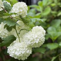 スモークツリー,スモークツリー,ビバーナム・スノーボール,ビバーナム・スノーボール,柏葉紫陽花の画像