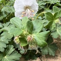 ゲラニウム,フウロソウ,ゲラニウム　セントオーラ,サンギネウム ビジョンライトピンク,サンギネウム　ビジョンバイオレットの画像