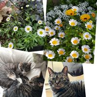 アリッサム,イベリス,シレネ,ノースポール,レモンの画像