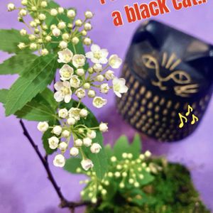 コデマリ,小手毬（こでまり）,盆栽,小品盆栽,お庭の植物の画像