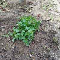 ベルフラワー,ベロニカブルーカーペットの画像