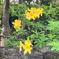 ヘメロカリスの画像